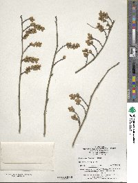 Stachyurus chinensis image