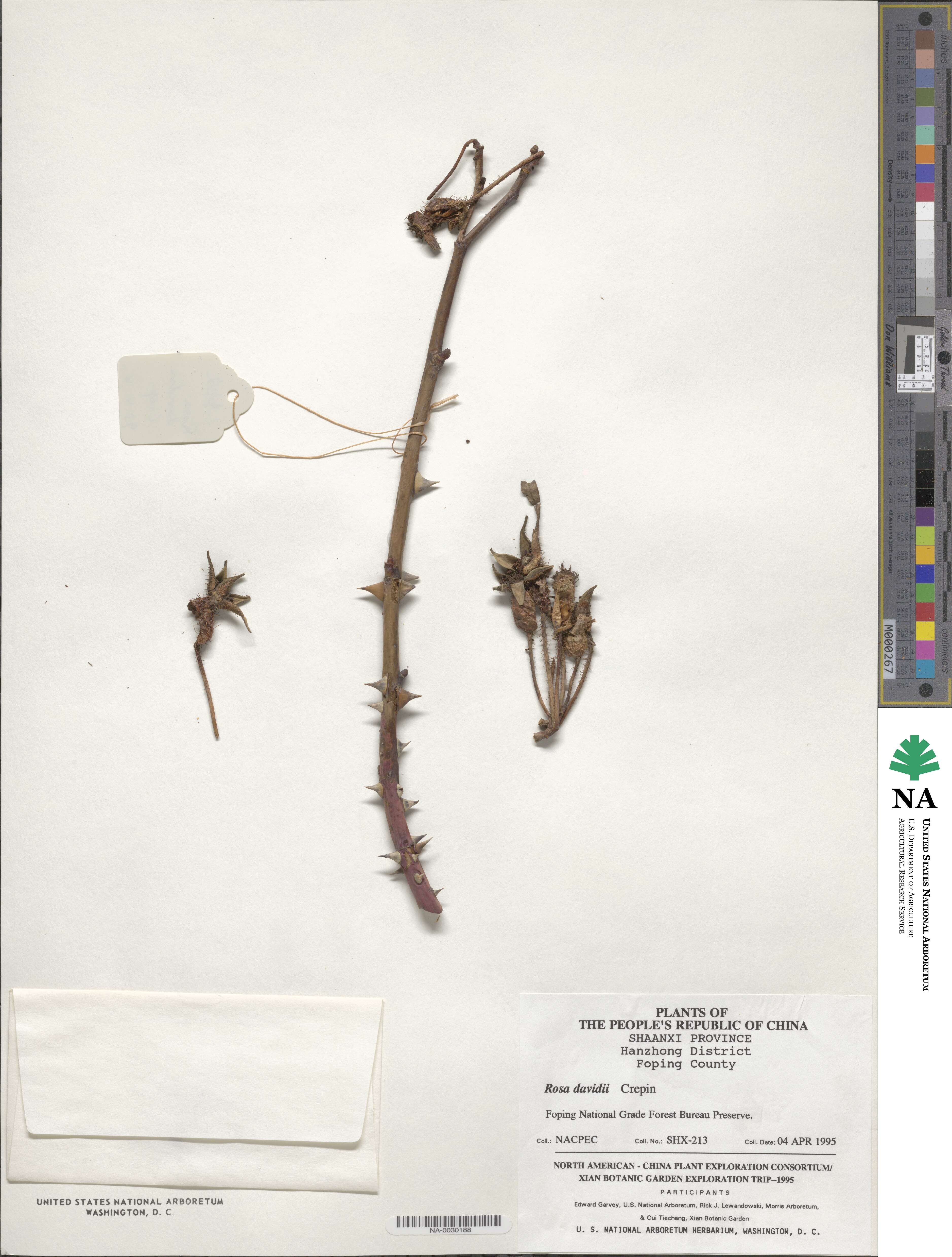 Rosa davidii image