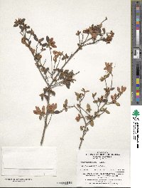 Rhododendron simsii image