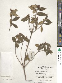 Rhododendron micranthum image