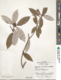 Rhododendron hypoglaucum image