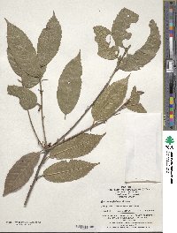 Quercus engleriana image