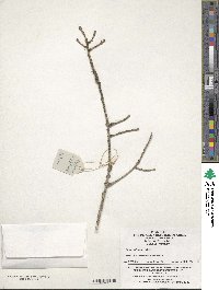 Picea wilsonii image