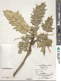 Mahonia bealei image