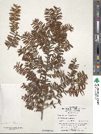 Taxus wallichiana var. chinensis image