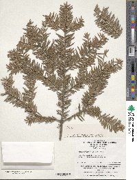 Tsuga chinensis image