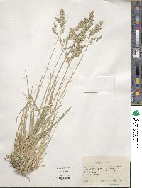 Poa pratensis image