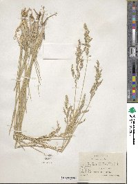 Poa pratensis image