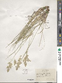 Poa pratensis image