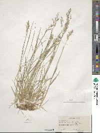 Poa pratensis image