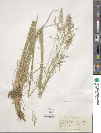 Poa pratensis image