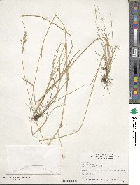 Poa pratensis image