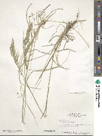 Poa pratensis image