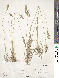 Poa pratensis image