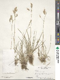 Poa pratensis image