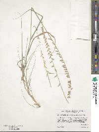 Bouteloua curtipendula image