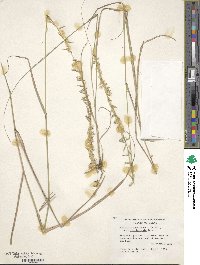 Bouteloua curtipendula image