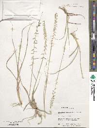 Bouteloua curtipendula image