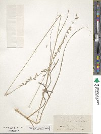 Bouteloua curtipendula image