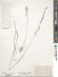 Bouteloua curtipendula image