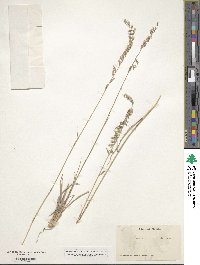 Bouteloua curtipendula image