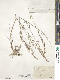 Bouteloua curtipendula image