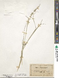 Bouteloua curtipendula image