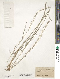 Bouteloua curtipendula image