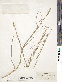 Bouteloua curtipendula image