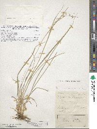 Bouteloua curtipendula image