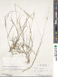 Bouteloua curtipendula image