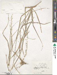 Bouteloua curtipendula image