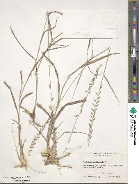 Bouteloua curtipendula image