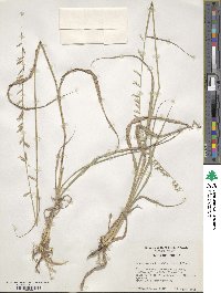 Bouteloua curtipendula image