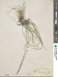 Bouteloua curtipendula image