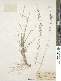 Bouteloua curtipendula image