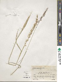 Bouteloua curtipendula image