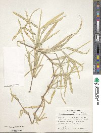 Stenotaphrum secundatum image