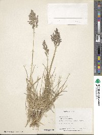 Poa pratensis image