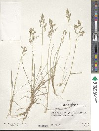 Poa pratensis image