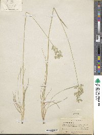 Poa pratensis image