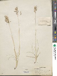 Poa pratensis image