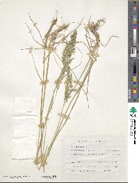 Poa pratensis image