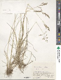 Poa pratensis image