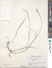 Poa pratensis image