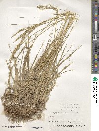 Festuca arundinacea image