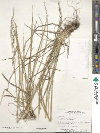 Festuca arundinacea image