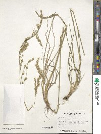 Festuca arundinacea image