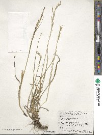 Festuca arundinacea image