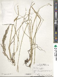 Festuca arundinacea image